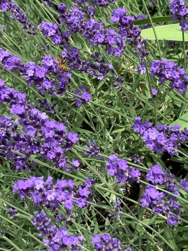 Western Honey Bee