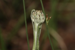 Antennaria pulcherrima, photograph (c) Dustin Snider, some rights reserved (CC BY)
