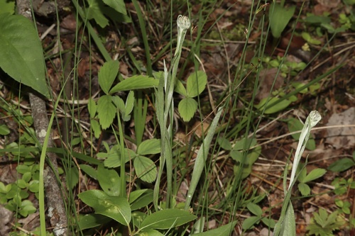 Antennaria pulcherrima, photograph 3