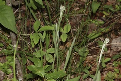 Antennaria pulcherrima, photograph (c) Dustin Snider, some rights reserved (CC BY)