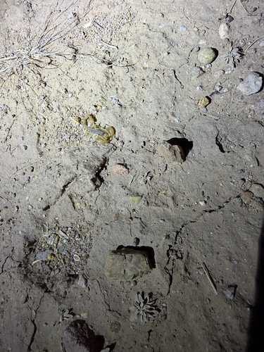 Paruroctonus gracilior