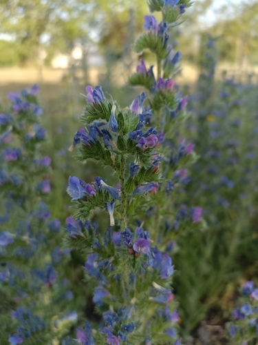viper's-bugloss