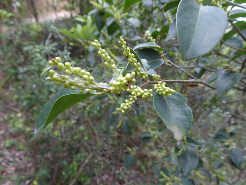 Pentaphylax euryoides observed 2026-05-23