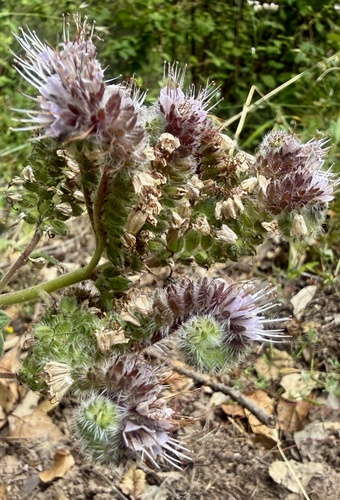 Phacelia californica, photograph 5