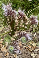 Phacelia californica, photograph author not stated, no rights reserved
