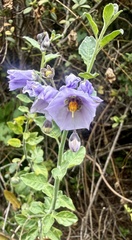 Solanum umbelliferum, photograph author not stated, no rights reserved