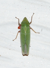 Draeculacephala bradleyi