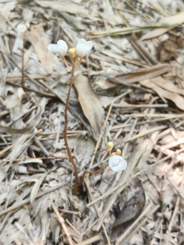 Didymoplexis pallens observed 2026-06-21