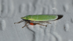 Draeculacephala bradleyi