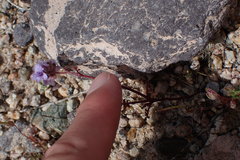 Phacelia vallis-mortae