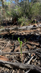 Pterostylis parviflora
