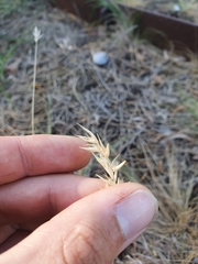 Rytidosperma setaceum