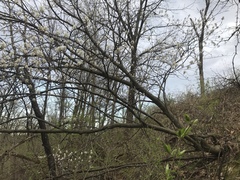 Amelanchier interior