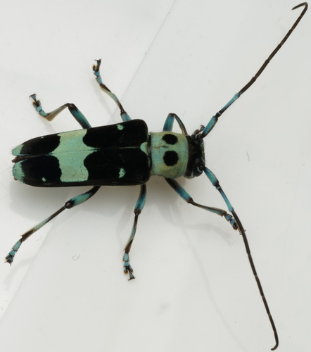 Paraglenea fortunei