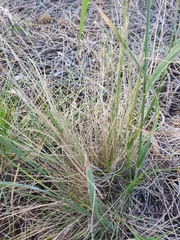 Rytidosperma setaceum