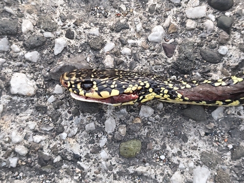 Green Whip Snake