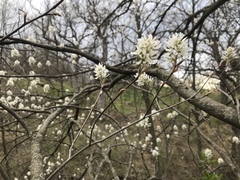 Amelanchier interior