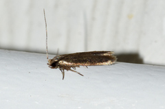 Phaeoses sabinella
