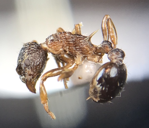 Myrmica pinetorumMyrmica pinetorum