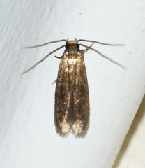 Phaeoses sabinella