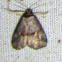 Hyperstrotia flaviguttata