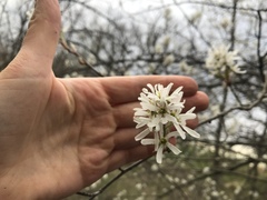 Amelanchier interior