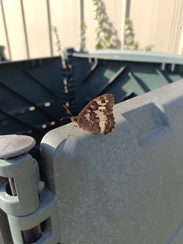 Great Banded Grayling