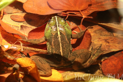 Euphlyctis hexadactyla