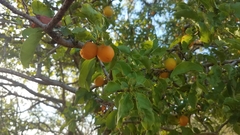 Ximenia americana