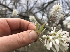 Amelanchier interior