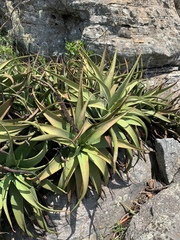 Aloe spicata