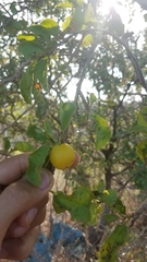 Ximenia americana