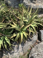 Aloe spicata