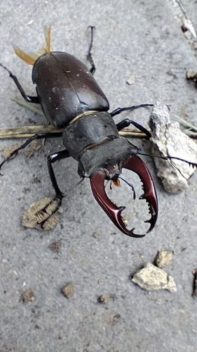 European Stag Beetle