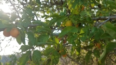 Ximenia americana