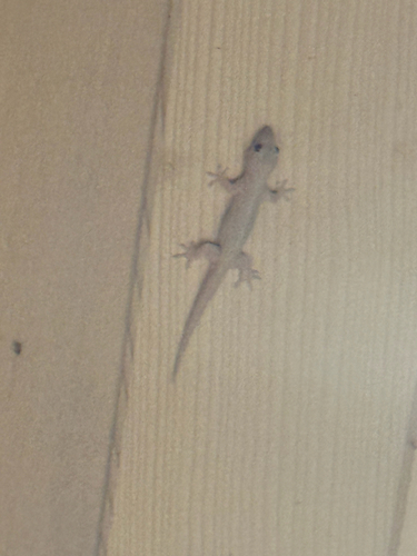 Hemidactylus frenatus observed 2026-06-20