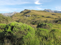 Veronica cupressoides