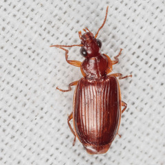 Plochionus timidus