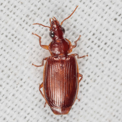 Plochionus timidus