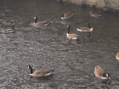 Branta canadensis