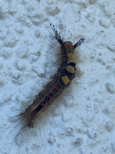 Rusty Tussock Moth