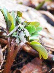 Corydalis ambigua