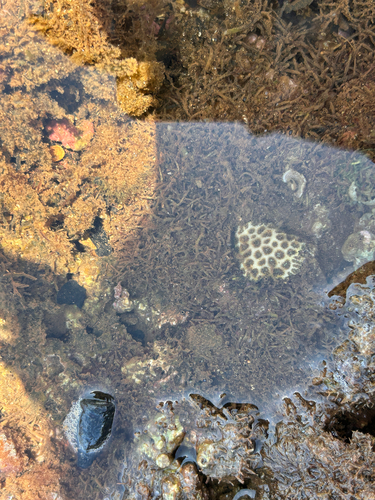 Leptastrea purpurea, 2026-06-03