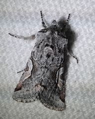 Stretchia plusiaeformis