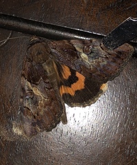 Catocala muliercula