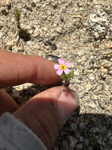 Leptosiphon ciliatus, photograph 6
