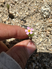 Leptosiphon ciliatus, photograph (c) Kyle Elshoff, some rights reserved (CC BY)