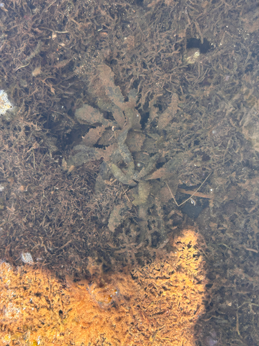 Sargassum echinocarpum observed 2026-06-03