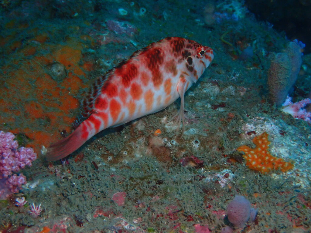 Spotted hawkfish