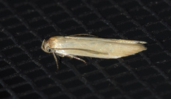 Holcocera immaculella